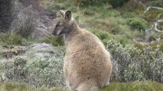 BENNETTs WALLABY  The beautiful Tasmanian Wallaby [upl. by Adnuhsed]