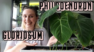 Philodendron Gloriosum Care 🪴 Tips amp Tricks [upl. by Asset]