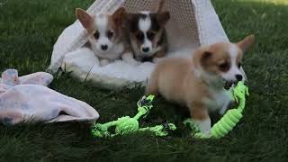 Welsh Corgi Puppies [upl. by Adnyl462]