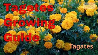 Tagetes Growing Guide [upl. by Dasya120]