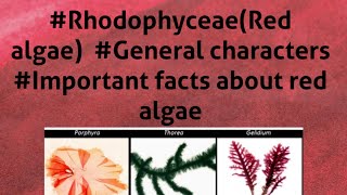 B Sc 1st year RhodophyceaeRed algae General features Important facts about red algae [upl. by Farron]