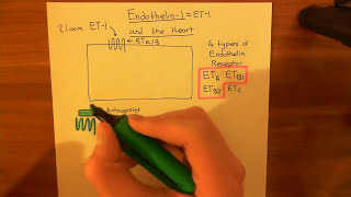 Effect of Endothelins on the Heart Part 1 [upl. by Mundford]