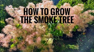 How to grow the Smoke Tree [upl. by Sluiter]