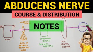 Abducens Nerve  2  Complete Notes [upl. by Nnav]