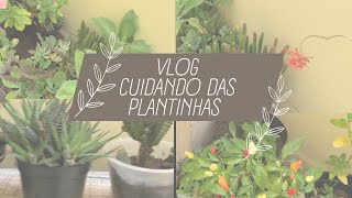 Vlog  Como trocar as plantas de vasos [upl. by Saddler]