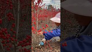 Harvesting winterberry process farming [upl. by Robinson193]