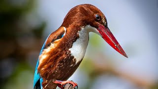 White Throated kingfisher Bird  known as Nilikant bird  released to wild [upl. by Woo603]