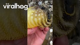 Puffer Fish Inflating in Hand  ViralHog [upl. by Gerkman]