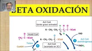 Beta oxidación y balance energético del catabolismo de lípidos V62 [upl. by Yrellav]