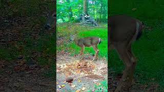 Meat in the freezer grimreaper smoked bowhunting whitetaildeer archery kentucky [upl. by Jarnagin]