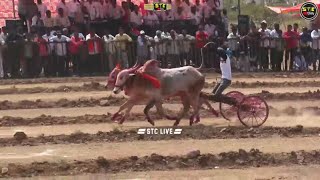 बकासुर आणि बब्या गट पास सेमी साठी पात्र काझड मैदानात bailgadasharyat बकासुर cow [upl. by Ruth]