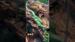 Gastropholis prasina mating in 4K HD [upl. by Flavian]