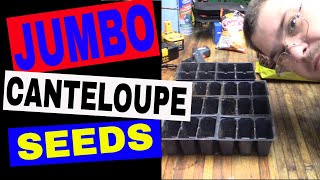 Planting Canteloupe Hales Best Jumbo Seeds  Mittleder Gardeing System [upl. by Alain846]