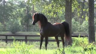 Arabian Stallion Marwan Al Shaqab [upl. by Delaney90]