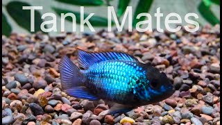 Electric Blue Acara Cichlid Tank mates [upl. by Prasad]