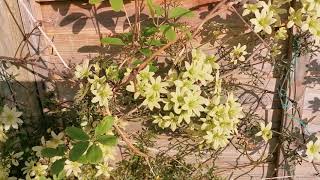 Clematis quot Pixie quot  the most fragrant Clematis of my garden [upl. by Lanae45]