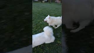 Samoyed morning zoomies dogshorts [upl. by Harlow]