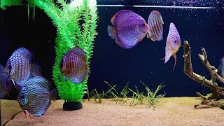 Aggressive Discus Fish Attacking Tank Mates  Juwel Rio 400 [upl. by Nonnahs]