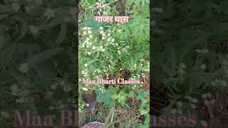 गाजर घास Parthenium hysterophorus  Santa Maria चटखचांदनी कांग्रेस घास  Invasive Species shots [upl. by Icat]