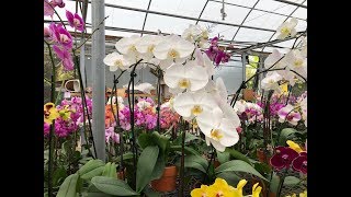 Choosing Phalaenopsis Orchids Come With Me Decorative Pots [upl. by Carmelia160]