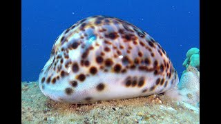 Live Tiger Cowry Shell [upl. by Ahsiele943]