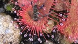 Alien Like Plant Devours Mosquito Time Lapse And My Drosera Filiformis [upl. by Eecyaj]