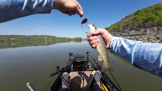 Bass Fishing the Conowingo Pool  Susquehanna River [upl. by Esirehs]