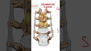 LIGAMENTUM flavum Vertebral column BIOMECHANICS [upl. by Narayan]