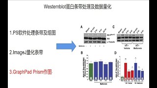 研途指南western blotWB蛋白条带处理及数据量化 PS条带处理ImageJ条带量化Graphpad统计作图，一次搞定科研三巨头 [upl. by Yanetruoc485]