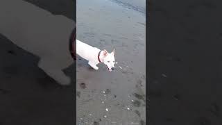 Dog from the Sea❤️ subscribe shorts [upl. by Nally171]