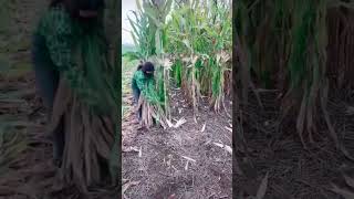 Farmer Cutting Corn Stalks [upl. by Heman550]