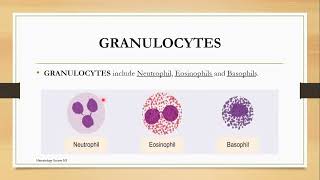 Granulocytes Topic 2 Cashirkii 1aad [upl. by Ettecul]