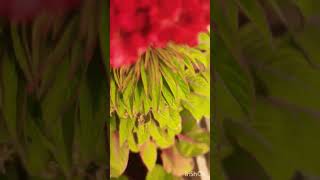 beautiful coxcomb flowers garden shortsvideo shorts coxcomb [upl. by Llenyt]