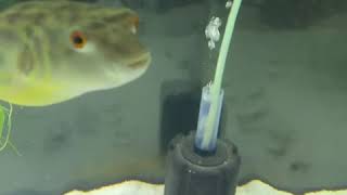 Fahaka Puffer LIVE FEEDING [upl. by Christi]