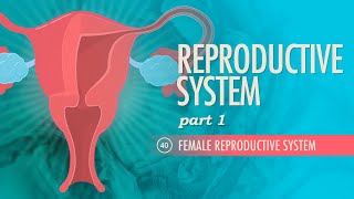 Reproductive System Part 1  Female Reproductive System Crash Course Anatomy amp Physiology 40 [upl. by Brynn794]