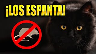 Sonido de gato para ESPANTAR ratas AHUYENTAR RATONES 🐀🚫 [upl. by Aihsined552]