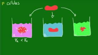 Aplicações de pressão osmótica  Equilíbrio osmótico das células [upl. by Roee]