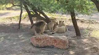 mating moments of lion and lioness [upl. by Neerihs559]