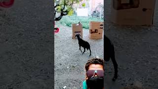 play hide and seekfunnyvideo ytviralshorts funnyanimals viral animallovercomedygoat vs men [upl. by Euqnom555]