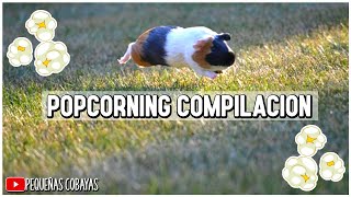 GUINEA PIGS POPCORNING [upl. by Merna615]