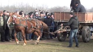 Garbovi concurs boboteaza 2014 partea 1 [upl. by Noffihc227]