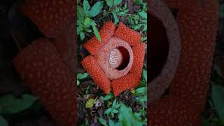 RAFFLESIAThe Worlds Largest Flower and Its Fascinating Historyfacts [upl. by Makell]