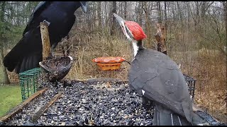 Pileated Woodpecker vs Crow [upl. by Aneba]