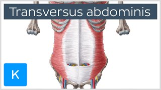 Transversus Abdominis Muscle Function amp Origins  Human Anatomy  Kenhub [upl. by Neyrb]