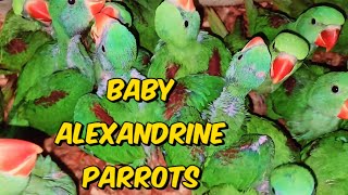 Alexandrine Chicks Natural Sounds  Baby Parrot Natural Voice birds parrot talkingparrot viral [upl. by Bernstein]