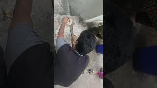 Ripe palm kernel juice india bangladesh viralvideo [upl. by Aihpledalihp]