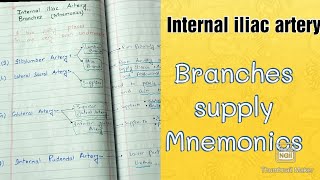 Internal iliac artery branches  Supply  Menmonics and explanation  Mbbs  Anatomy [upl. by Corty]