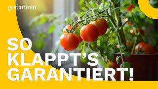 Tomaten vorziehen Mit diesen Tipps klappts bei jedem Licht [upl. by Adnilav]