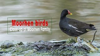 Moorhen birds  Moorhens feeding technique  Motherly love in the wild  Closeup of Moorhen Family [upl. by Libbi]