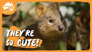 We love our quokkas  Australia Zoo Life [upl. by Rekcut]